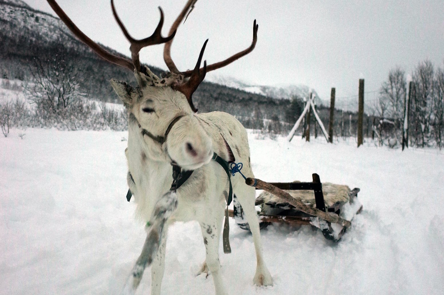salla navidad safari trineo de renos