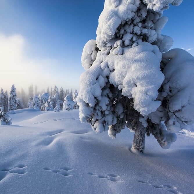 NAVIDAD laponia finlandia viajar a laponia